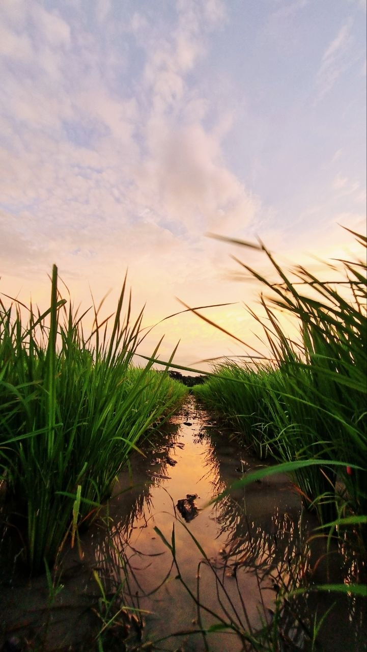 Rice fields in Nueva Ecija at sunset